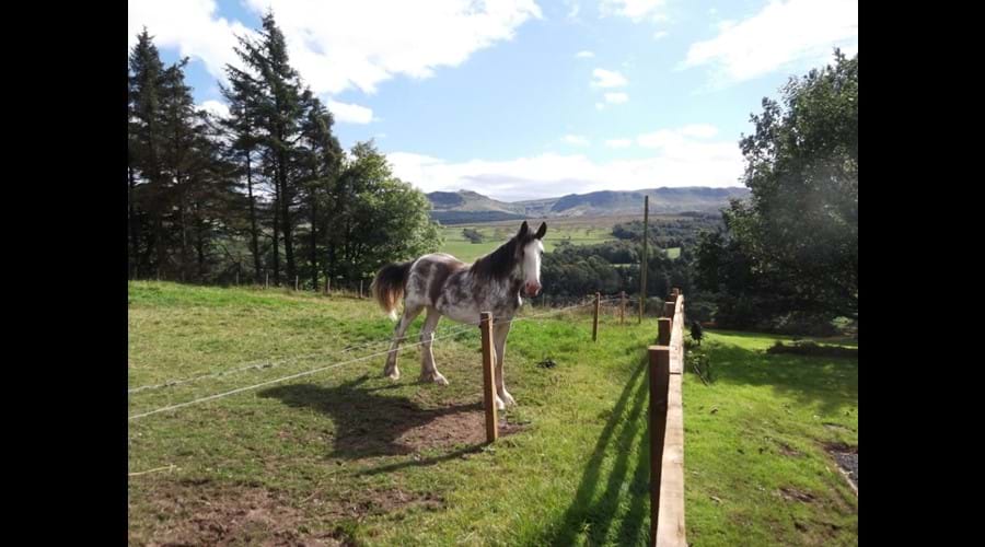 Meet your neighbour, the Clydesdale horse